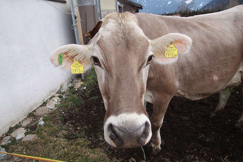 Urlaub am Bauernhof mit Kühen am Salzerhof Tirol